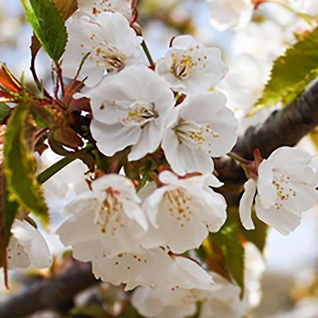 Aroma De Primavera En Casas Rurales Acebuche Casas del Monte Buitenkant foto