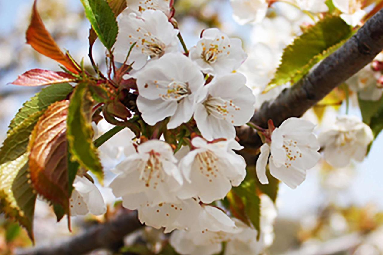 Aroma De Primavera En Casas Rurales Acebuche Casas del Monte Buitenkant foto